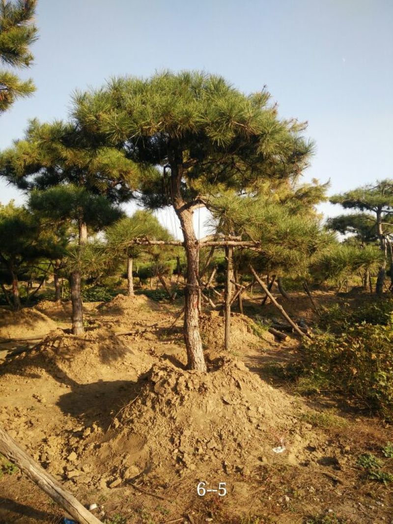 造型松12公分