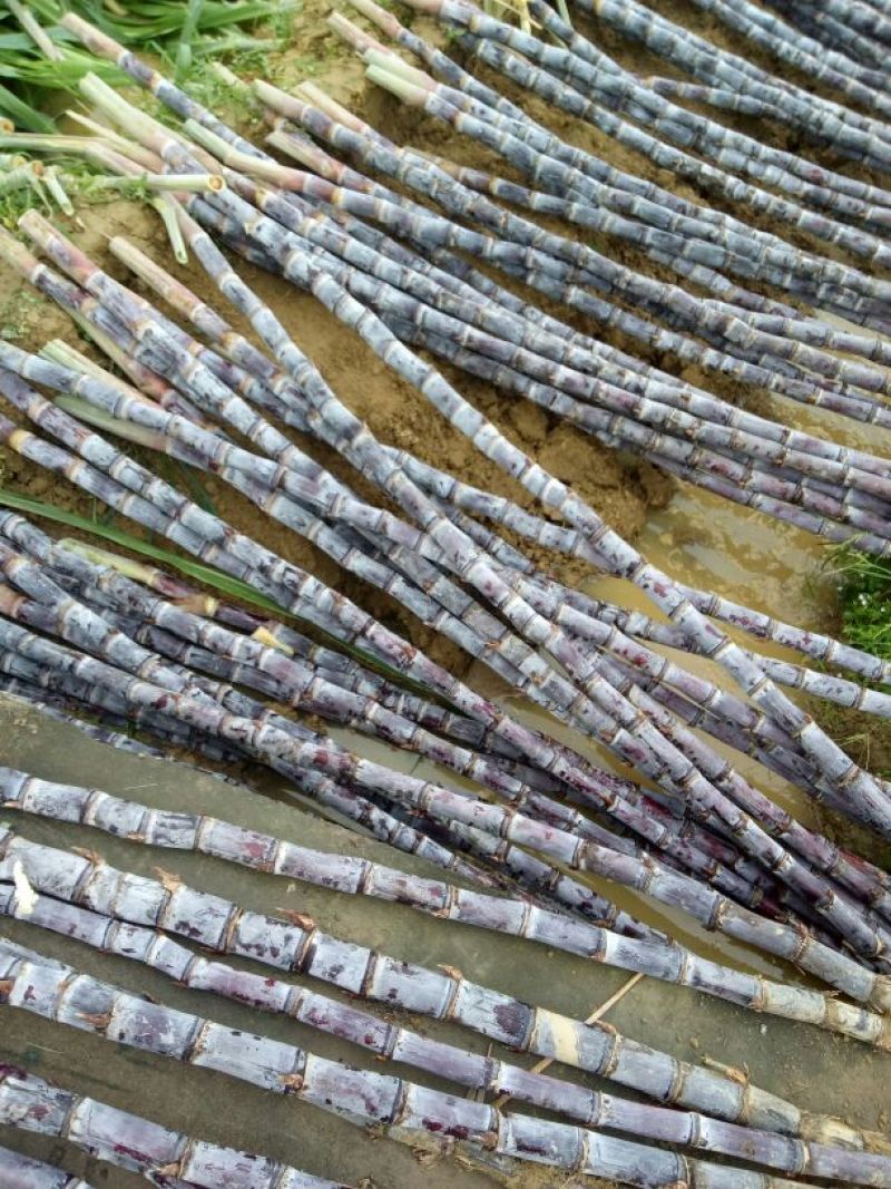 黑皮甘蔗4~5cm2~2.5米