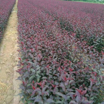 矮樱80~100cm2cm以下