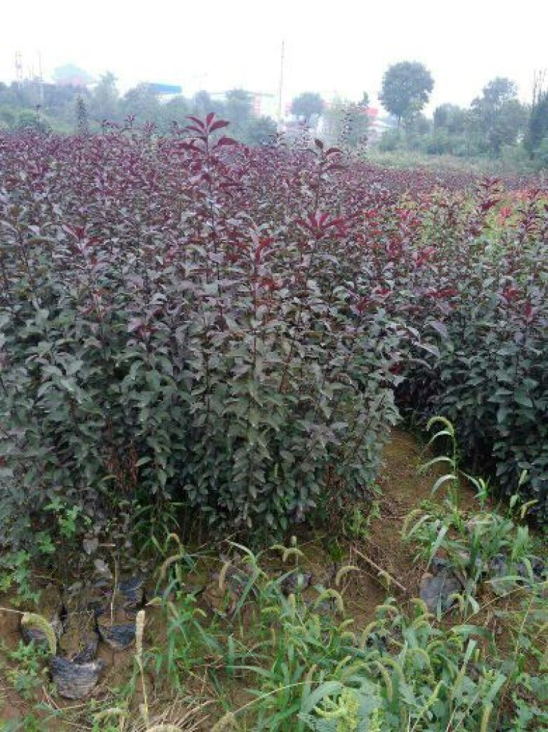 矮樱80~100cm2cm以下