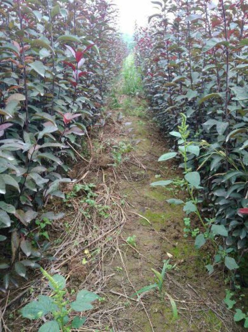 矮樱80~100cm2cm以下