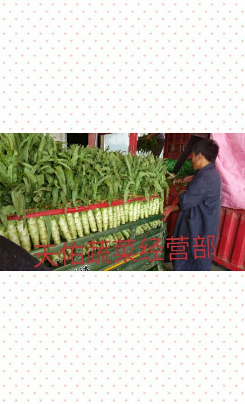 福建永安红莴笋尖叶莴笋红尖叶莴笋基地直供货源充足