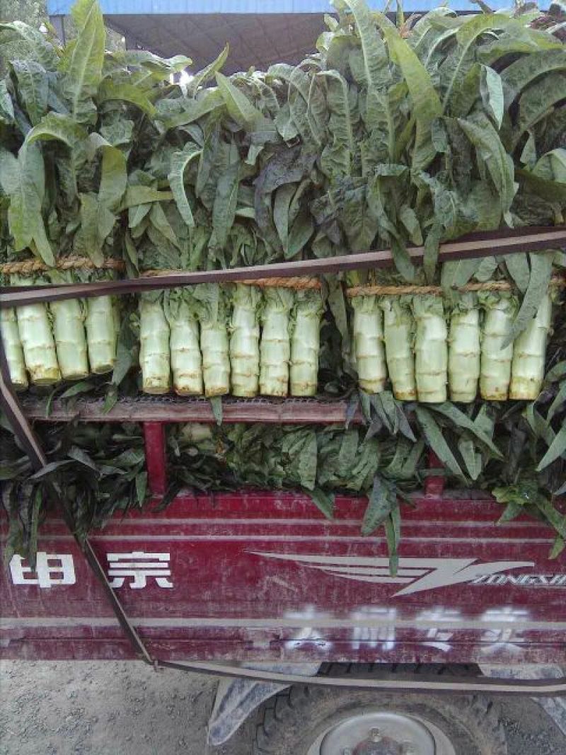 福建永安红莴笋尖叶莴笋红尖叶莴笋基地直供货源充足