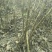 牡丹2~4cm4cm以下0.5米以下