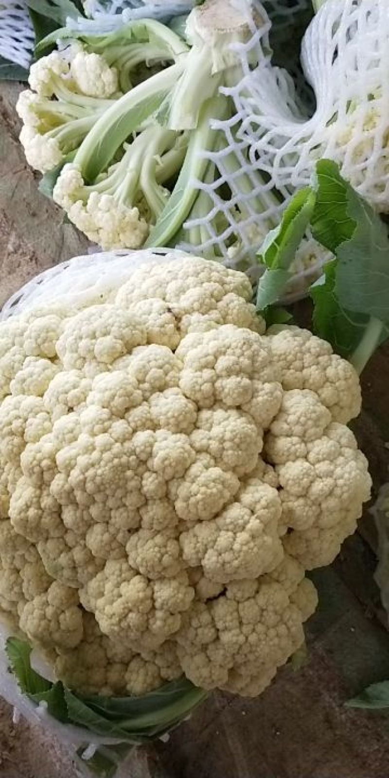 白面青梗松花菜散花2~3斤米黄