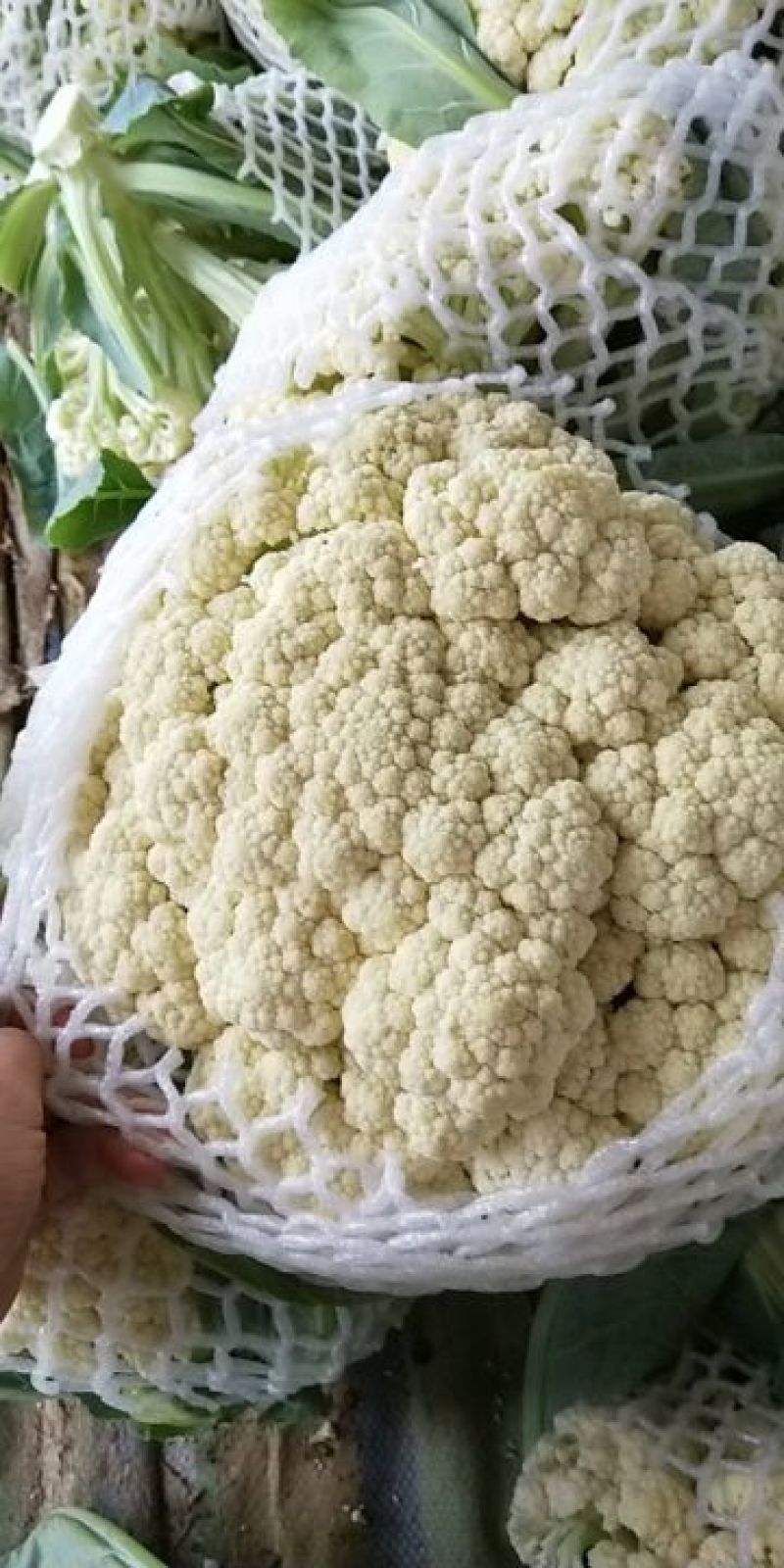 白面青梗松花菜散花2~3斤米黄