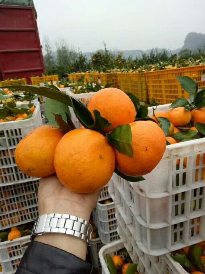 云南特早蜜桔柑桔/果农种植户产地批发/买的放心卖的良心