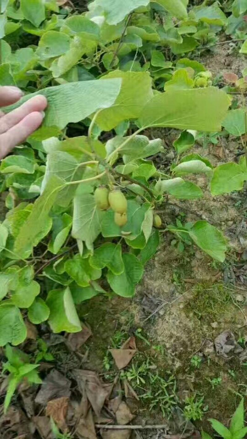 软枣猕猴桃小苗0.2~0.4cm30cm以下嫁接苗