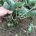 软枣猕猴桃小苗0.2~0.4cm30cm以下嫁接苗