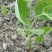 软枣猕猴桃小苗0.2~0.4cm30cm以下嫁接苗