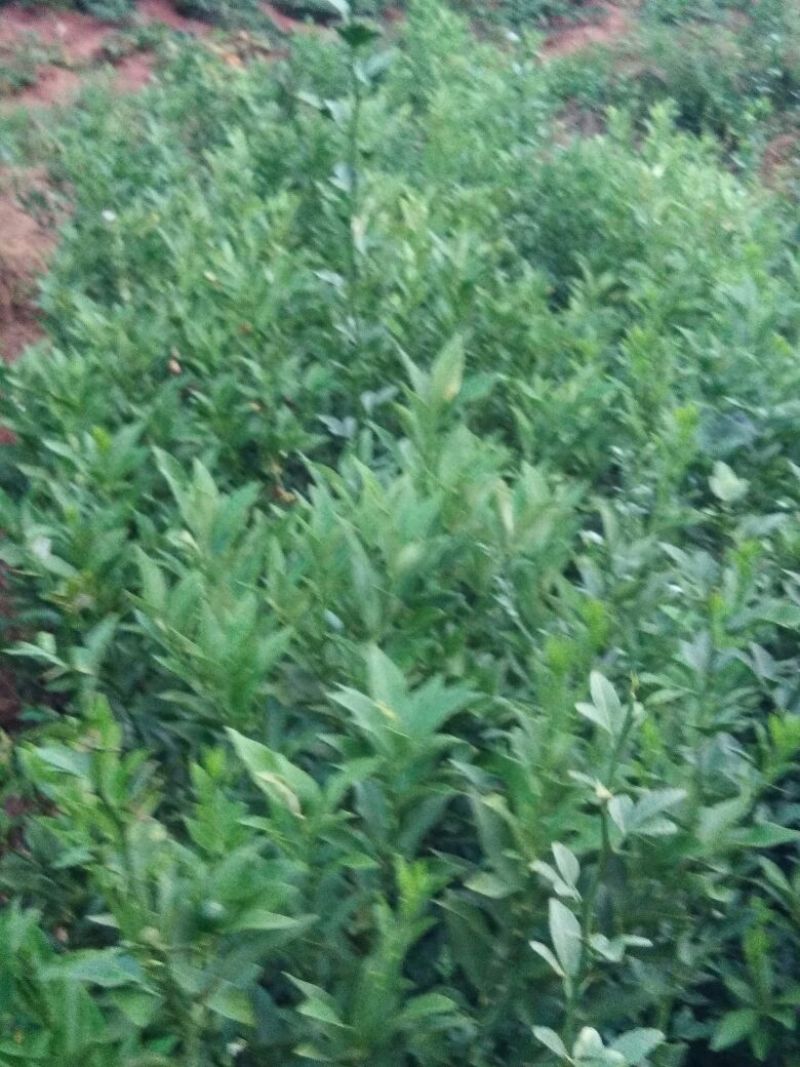 脆皮金桔苗50~80cm