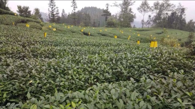 川茶一级