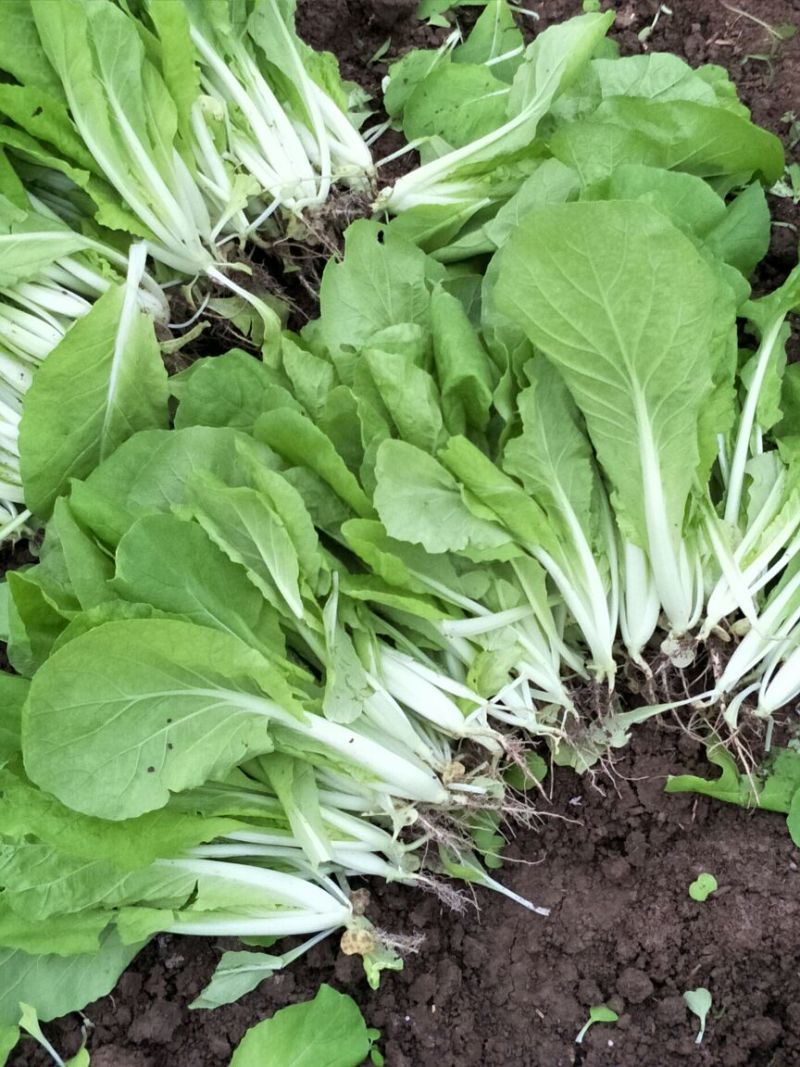 苔菜