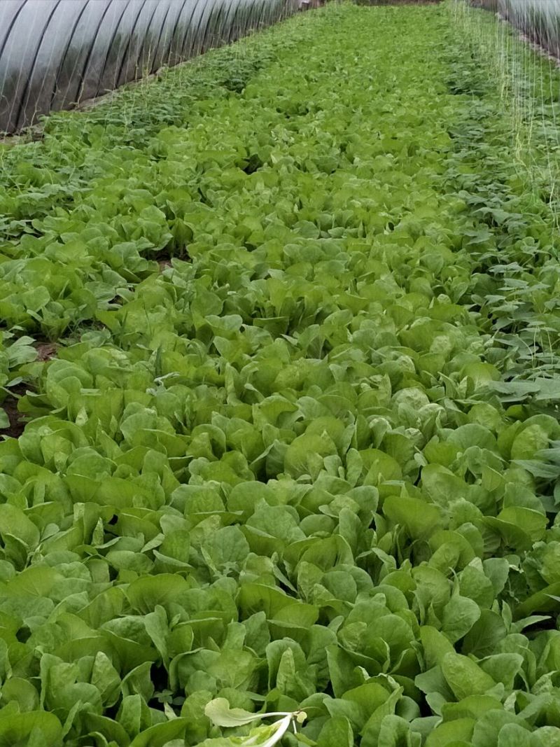 苔菜