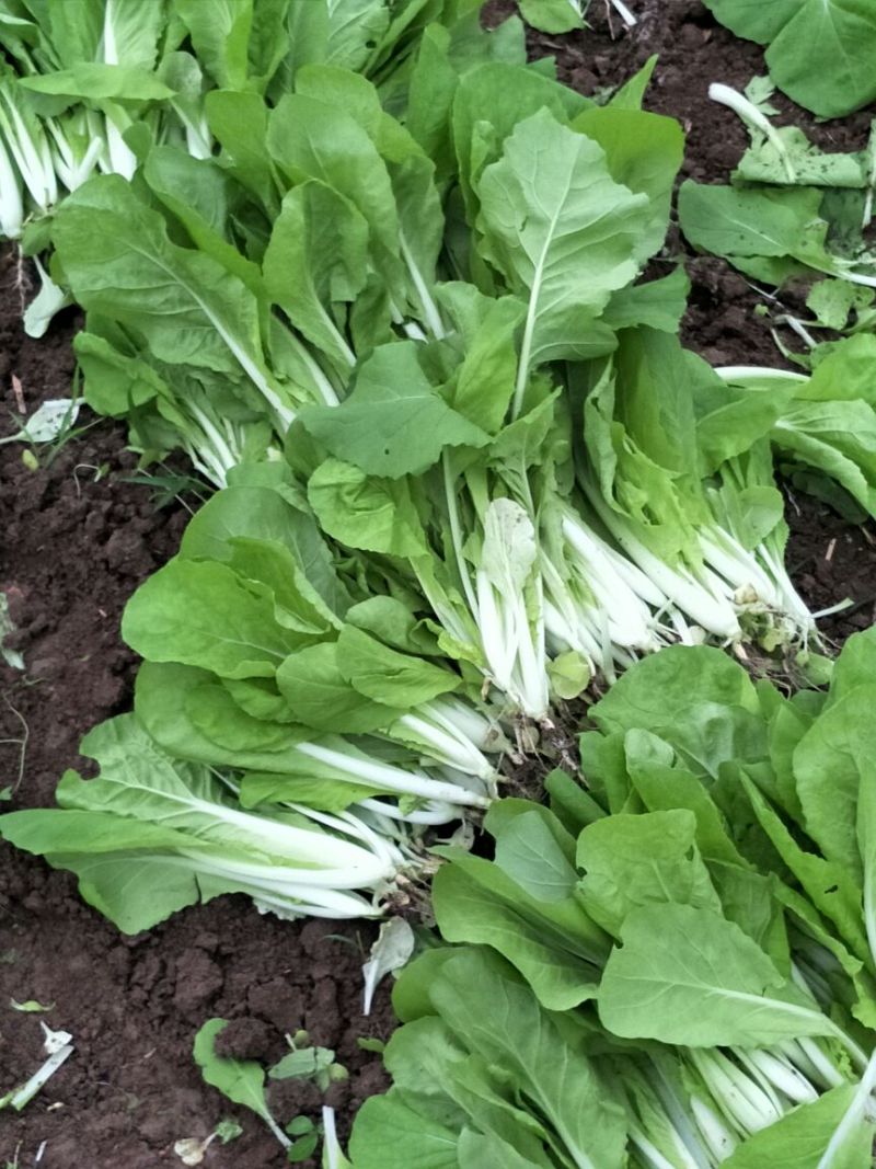 苔菜