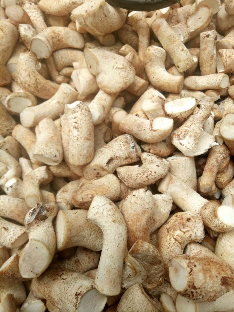 鲜香菇4.5cm以上不开伞1%