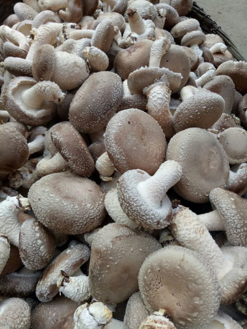 鲜香菇4.5cm以上不开伞1%