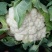 银冠菜花2~3斤紧花乳白