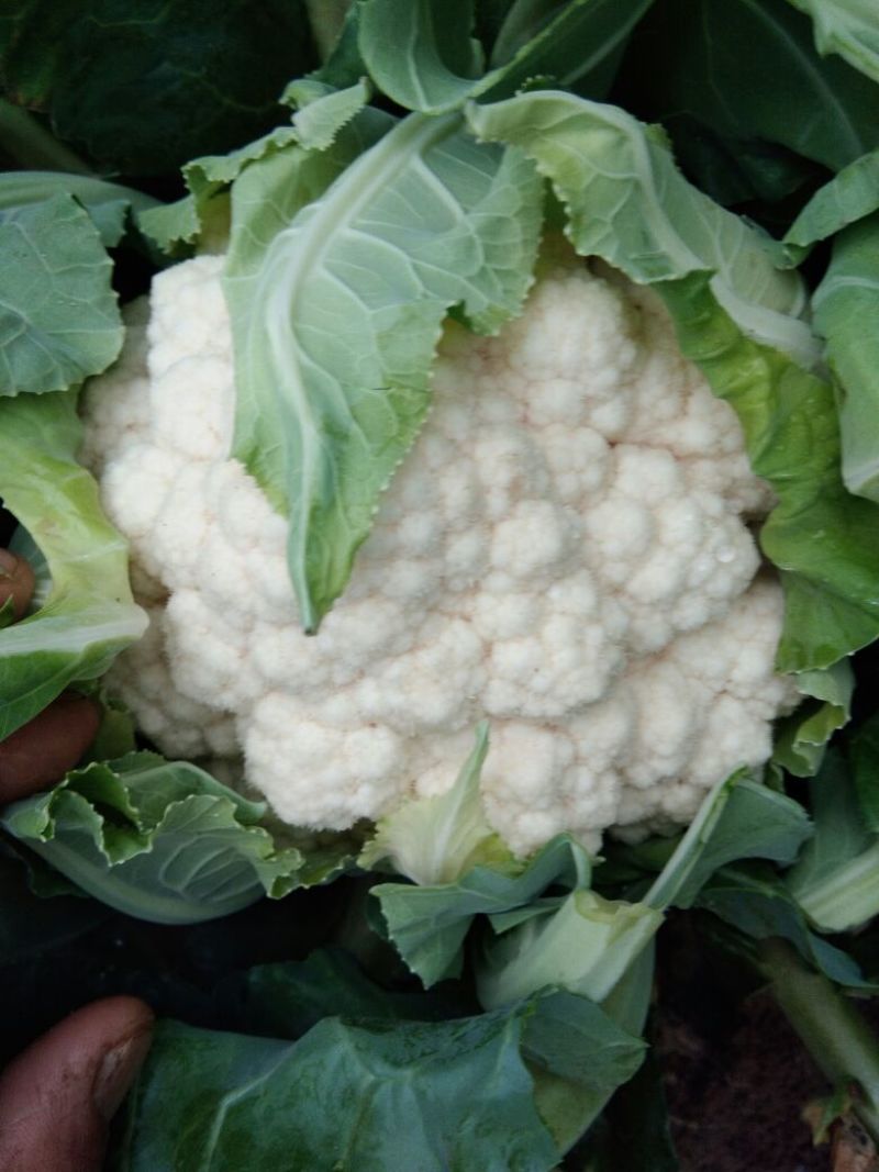 银冠菜花2~3斤紧花乳白