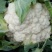 银冠菜花2~3斤紧花乳白