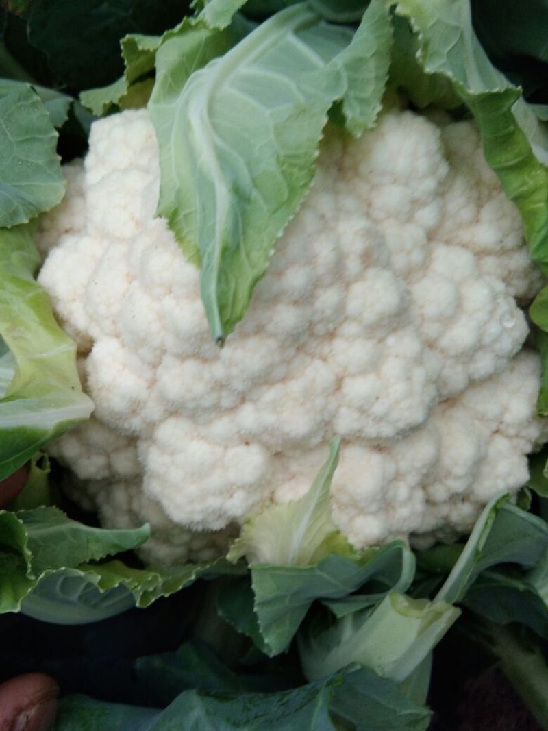 银冠菜花2~3斤紧花乳白