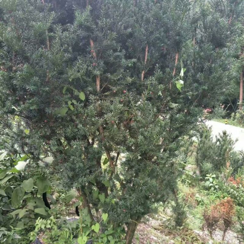 曼地亚红豆杉4~6cm4cm以下1~1.5米