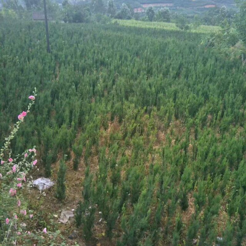 曼地亚红豆杉4~6cm4cm以下1~1.5米