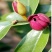 紫花含笑2~4cm0.5~1m