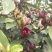 紫花含笑2~4cm0.5~1m