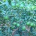 柠檬苗50~80cm已开花的挂果苗