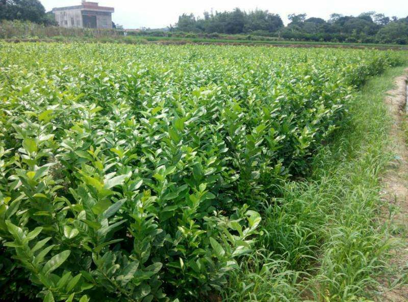 柠檬苗50~80cm已开花的挂果苗