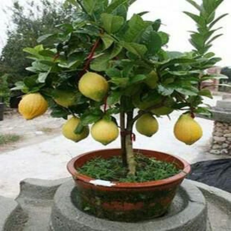柠檬苗50~80cm已开花的挂果苗