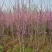 紫荆6~8cm4~6cm2.5~3米