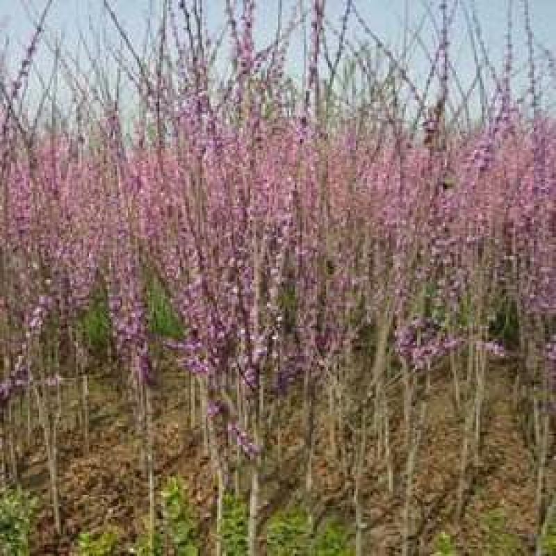 紫荆6~8cm4~6cm2.5~3米