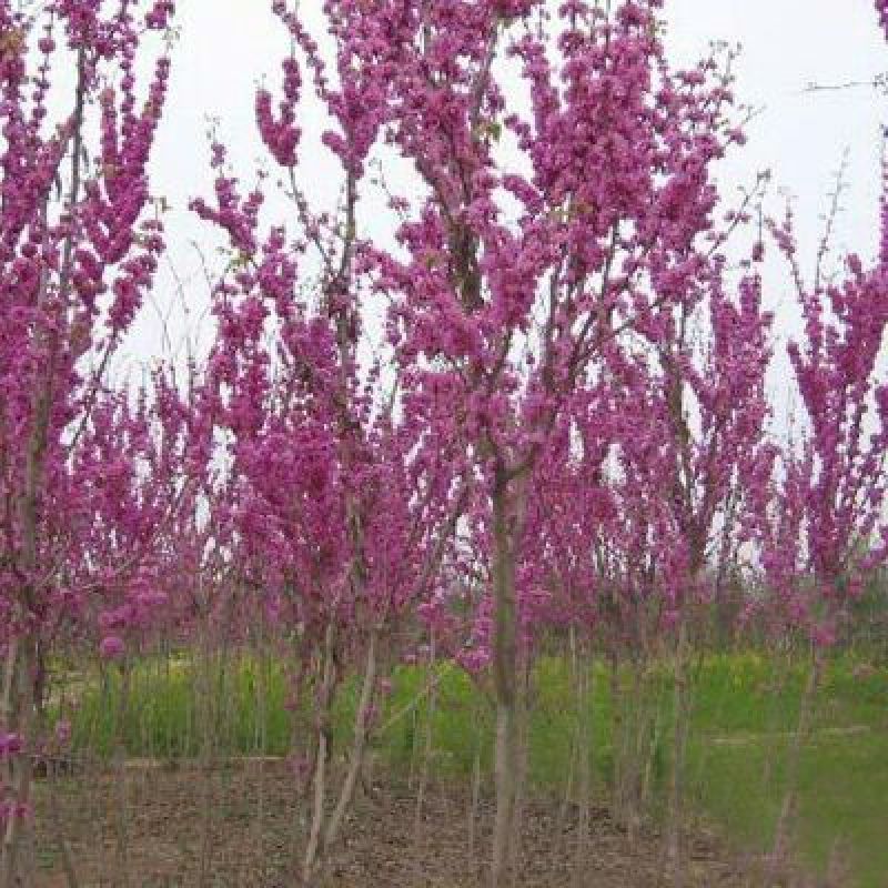 紫荆6~8cm4~6cm2.5~3米