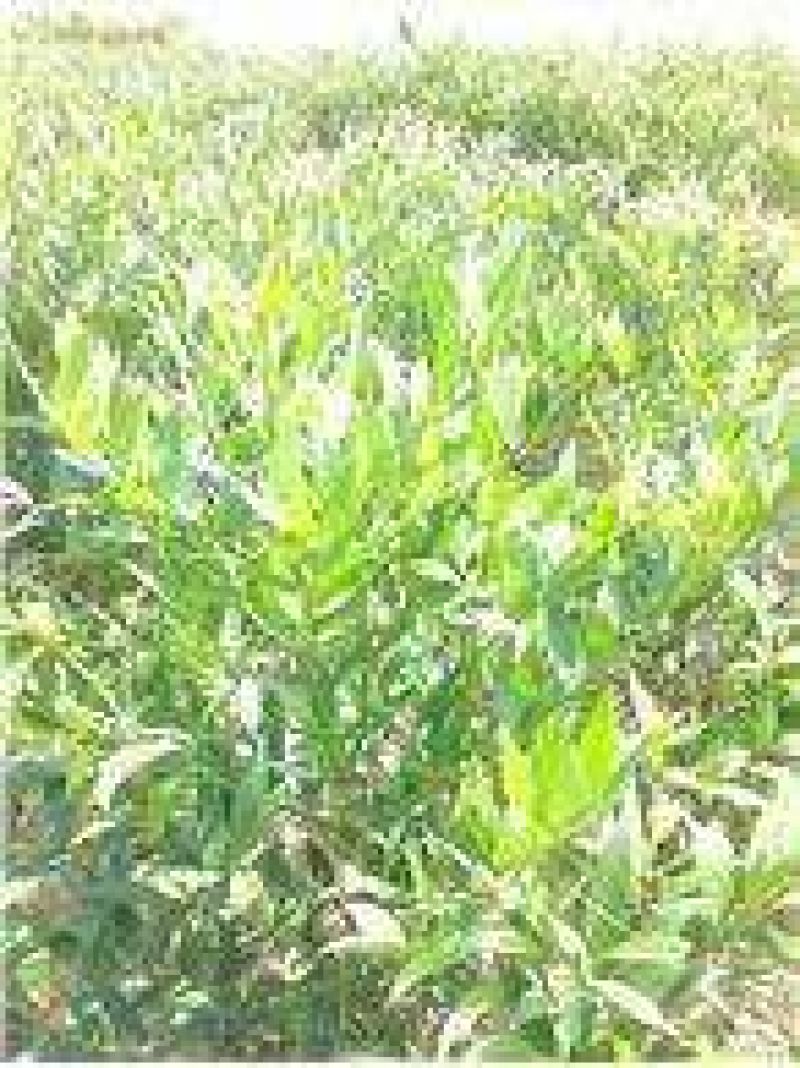窄叶竹柏苗80cm以上