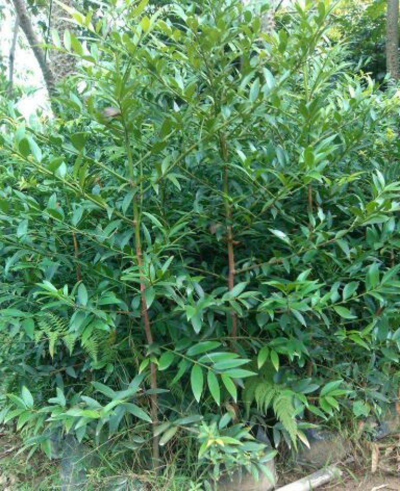 窄叶竹柏苗80cm以上