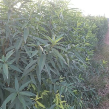 毛桃树苗各种规格都有另有嫁接成品苗0.8到3公分