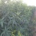 毛桃树苗各种规格都有另有嫁接成品苗0.8到3公分