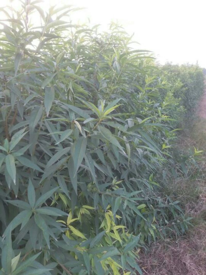 毛桃树苗各种规格都有另有嫁接成品苗0.8到3公分