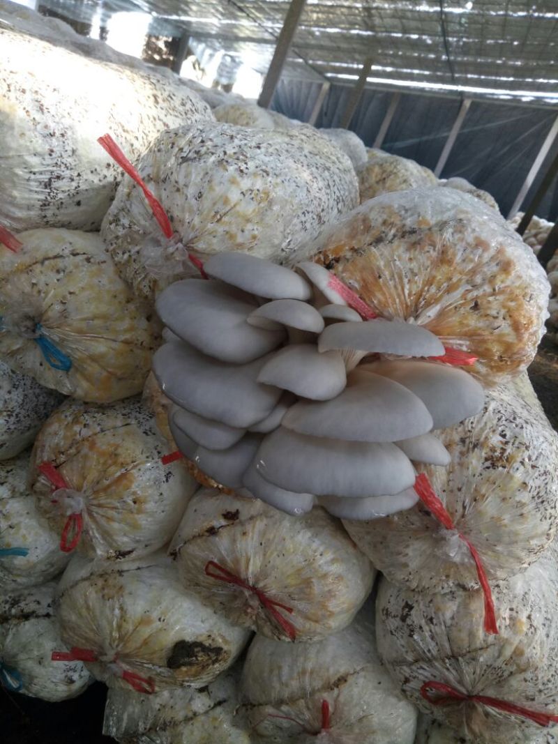 平菇菌棒23×53