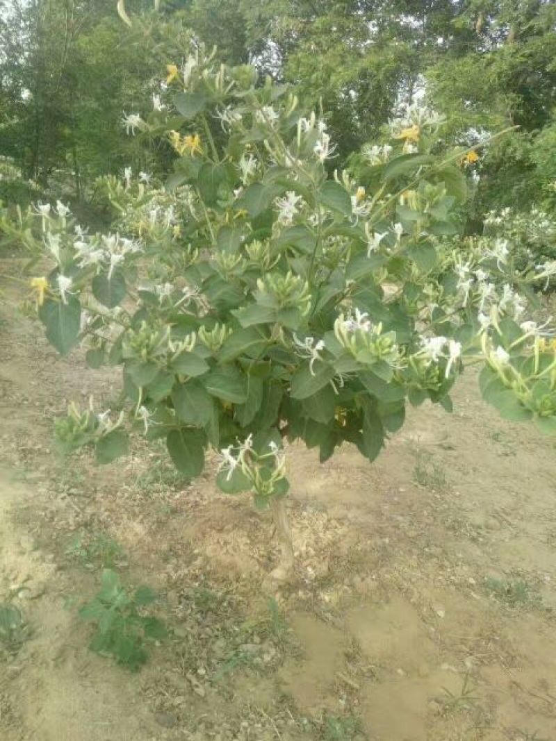 金银花苗金银花老桩精品