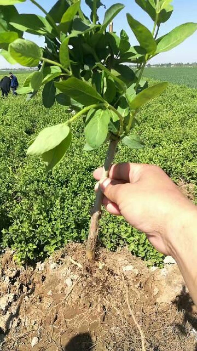 金银花苗树型金银花苗精品巨花一号金银花