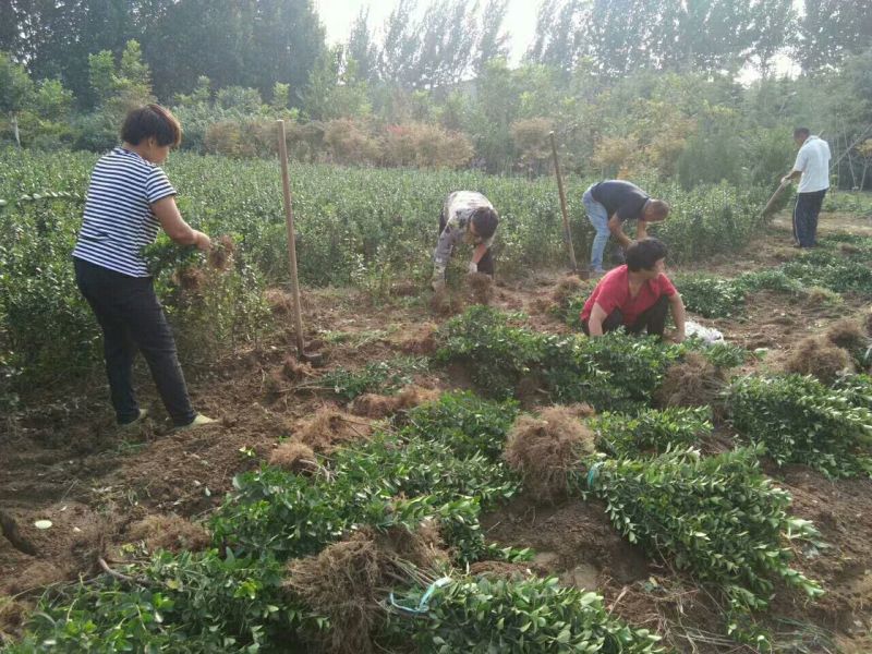 金银花苗树型金银花苗精品巨花一号金银花