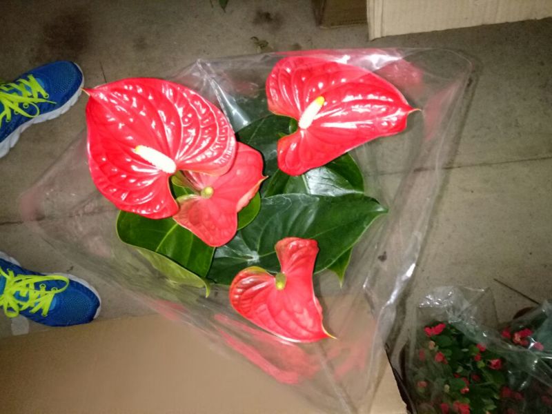 红掌3-5个花高35-40左右