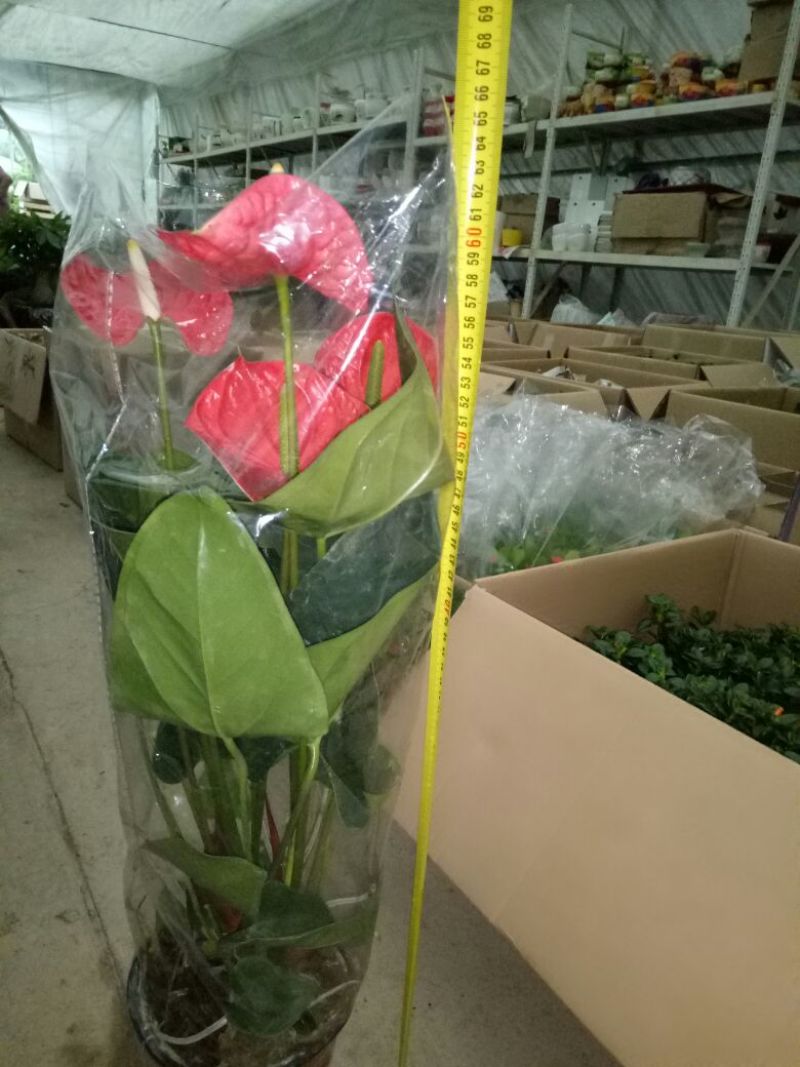 红掌3-5个花高35-40左右