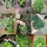 红掌3-5个花高35-40左右