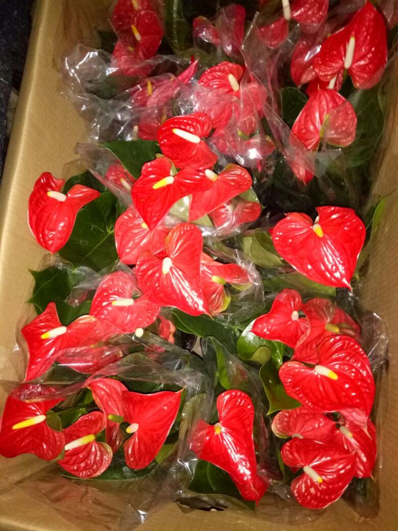 红掌3-5个花高35-40左右