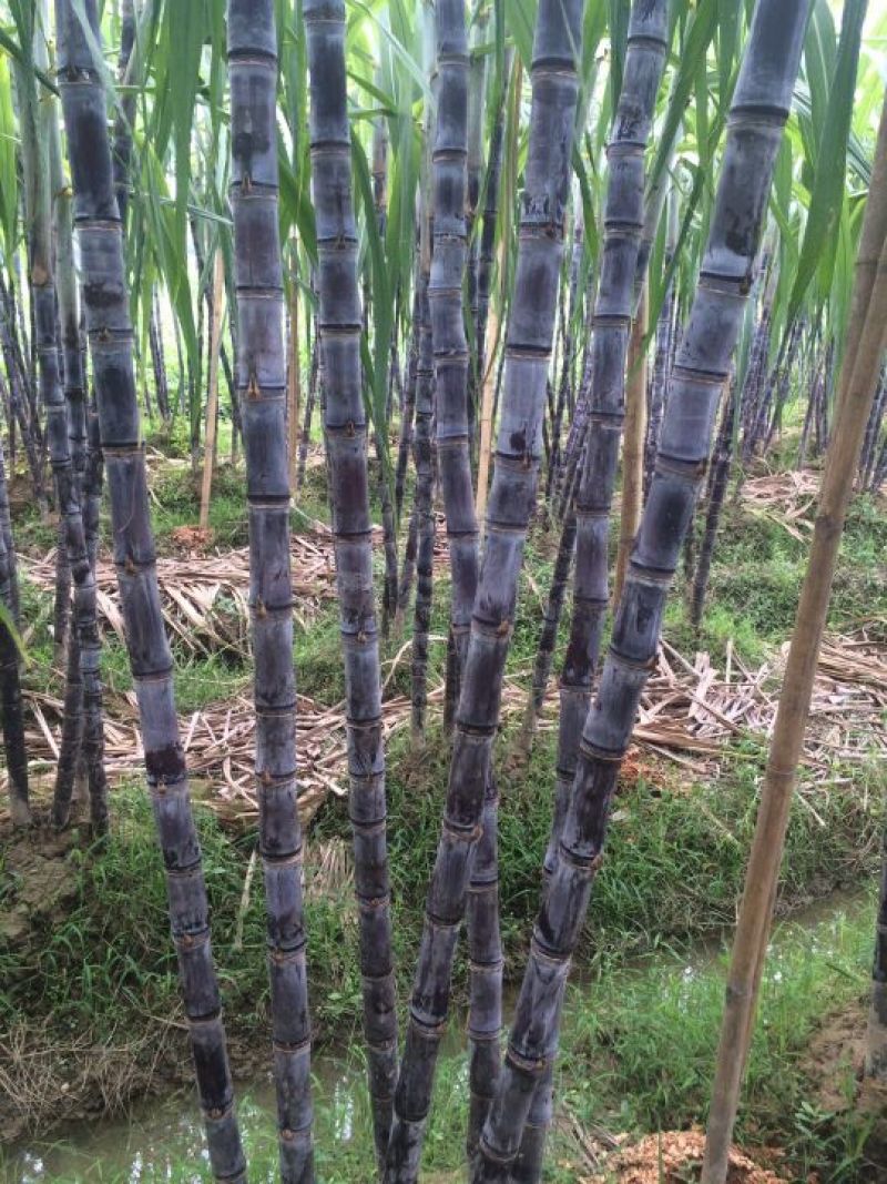 广西博白黑皮甘蔗/产地直销~免费提供便宜回头车