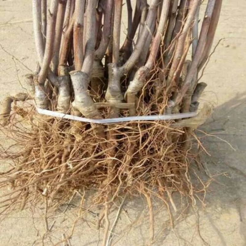 李子树苗50~100cm脆红李树苗欢迎选购